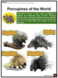 Everything You Need to Know About Porcupinefish .